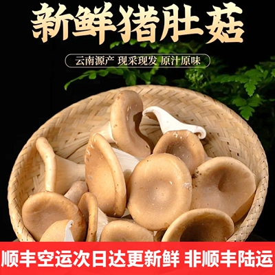 新鲜猪肚菇 大斗菇食用菌美食蘑菇大伞菌漏斗菇香菇云南菌子野生