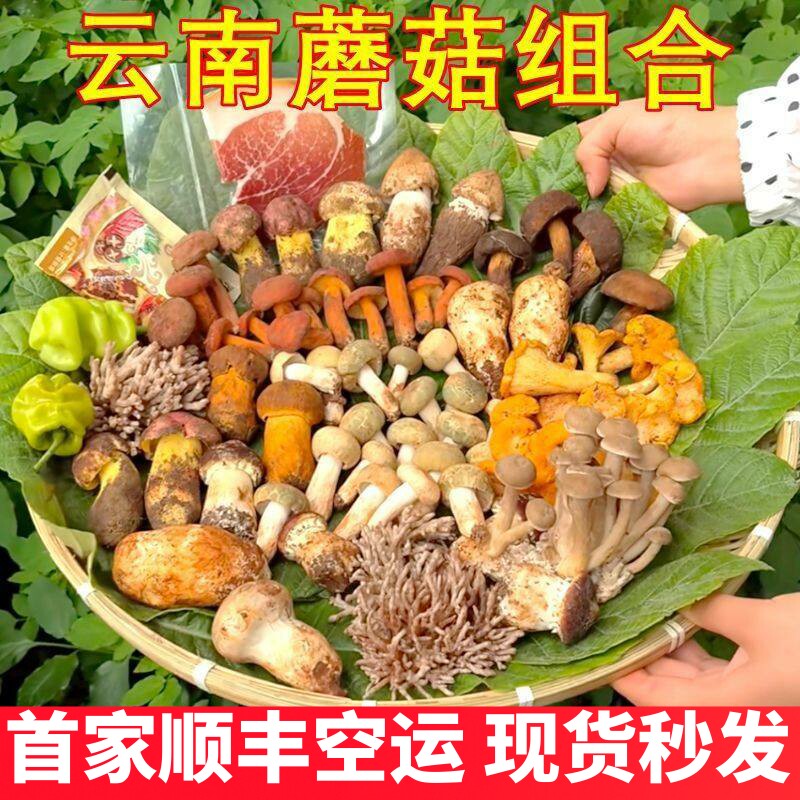 新鲜蘑菇组合云南野生菌杂菌松茸牛肝菌见手青红菇干巴菌鸡枞羊肚