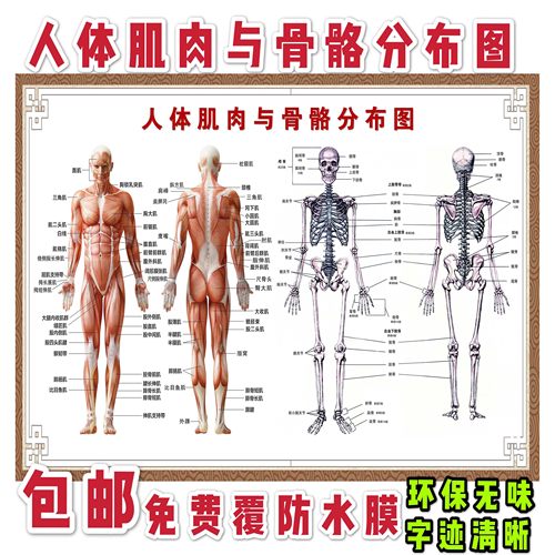 人体肌肉结构解剖 人体骨骼分布大挂图 人体器官解剖图示意图海报 - 封面