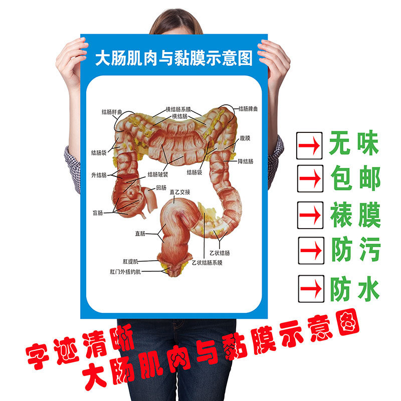 大肠肌肉与黏膜示意图十二指肠胰肛肠科痔疮人体器官解剖医学海报