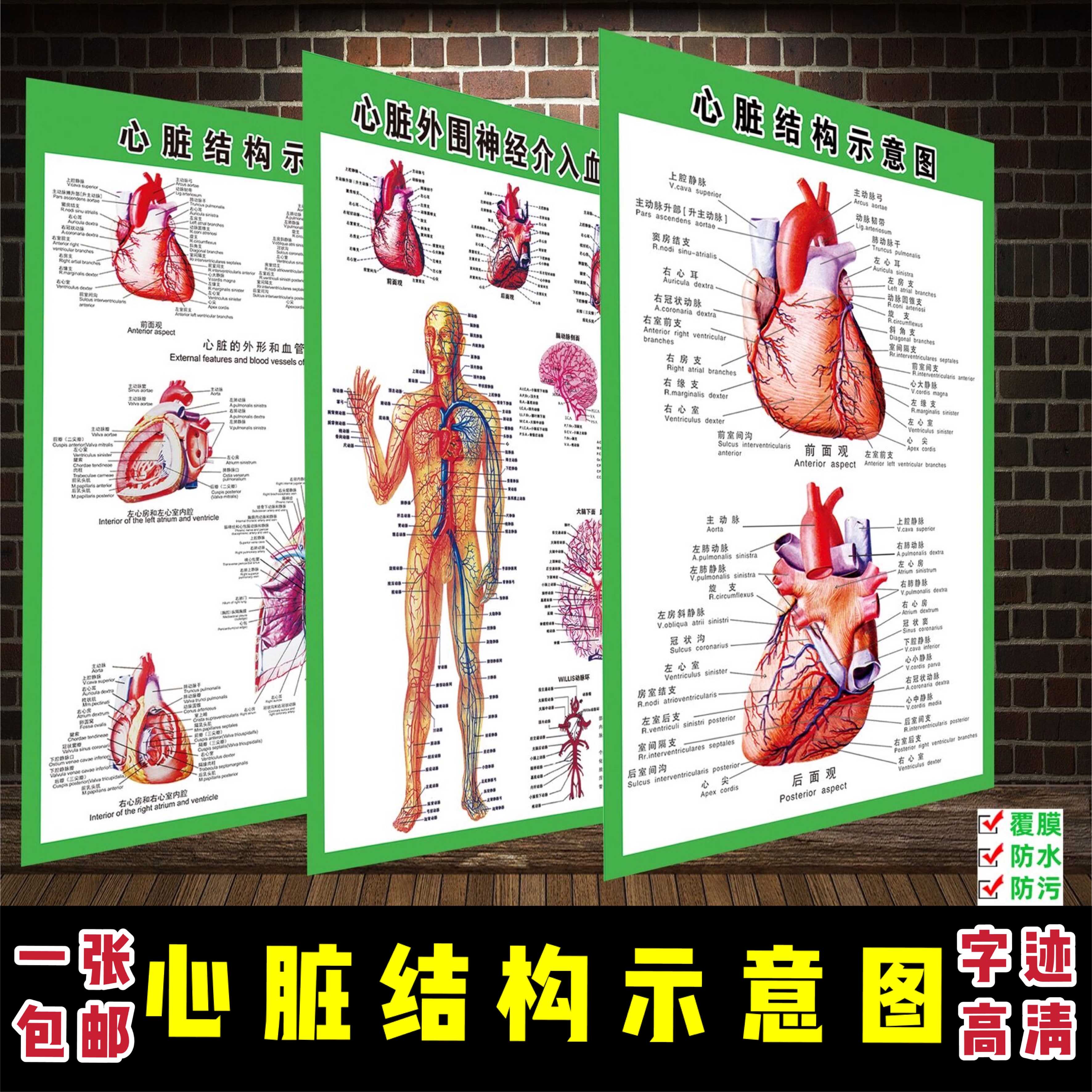 心脏结构示意图 人体心血液循环海报 医学示意宣传图人体器官海报