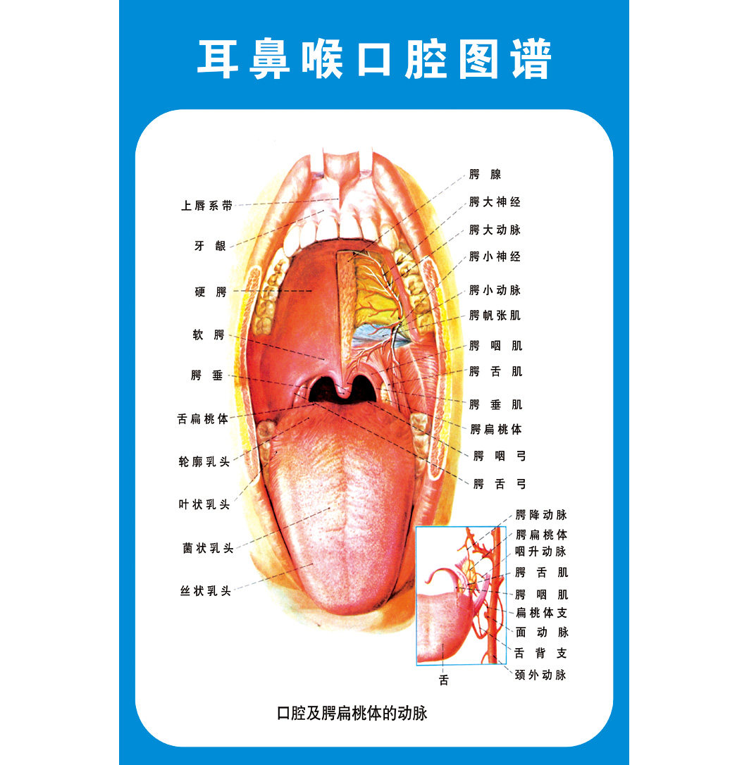耳鼻喉口腔图谱 医学宣传贴图 人体器官解剖图展板 医院布置
