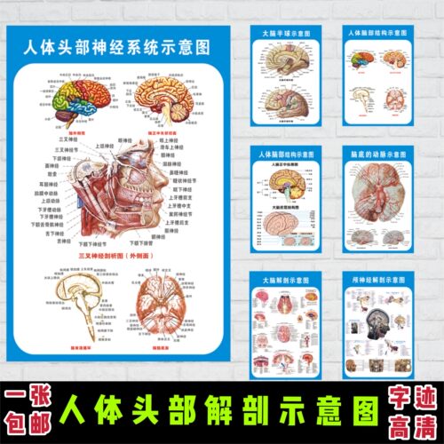 头部脑神经系统解剖示意图宣传画教学医院科室人体医学挂图墙贴 - 封面