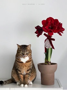 鬼魅阿弗雷重瓣进口朱顶红皮皮安吉拉进口球盆栽双梦条纹黛丝带花