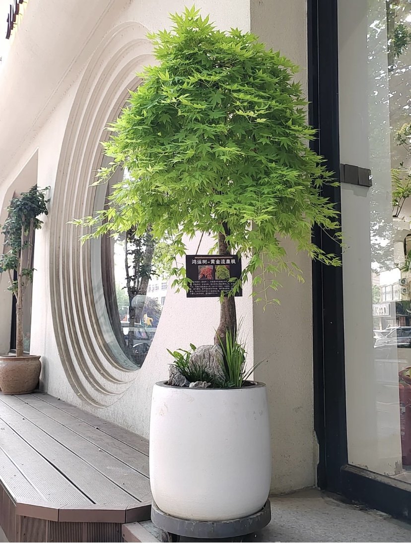 流泉枫日本枫树品种垂枝枫室内外大型绿植