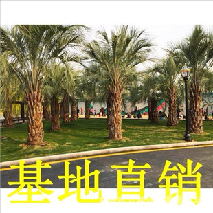 布迪椰子树 棕榈树苗耐寒热带风景树苗庭院绿化树苗四季长青树