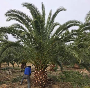 加拿利海枣树苗庭院常绿耐寒苗木棕榈海藻易活室外别墅行道风景树