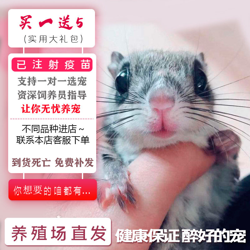 宠物活体小型大眼小飞鼠蜜袋鼯宝宝魔红雪金黄幼崽活物亲人包活|msdalam kategori haiwan peliharaan/makanan haiwan dan bekalan, hamsters kelas haiwan peliharaan dan lain-lain kecil, tupai terbang - dari Buy2taobao.com untuk memberikan perkhidmatan ejen Taobao profesional membeli
