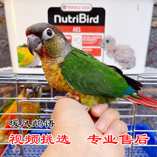小太阳鹦鹉凤梨黄边绿颊肉桂蓝化半毛雏鸟上手活体可教说话带标识