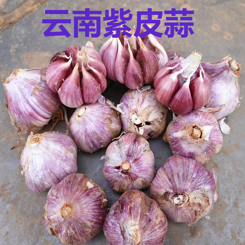 2026年正宗云南新鲜紫皮大蒜活蒜农家新大蒜紫皮蒜批发红香蒜土蒜