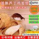 活体芦丁鸡40 60天成年下蛋鸡全色系芦丁幼鸡网红迷你观赏宠物鸡