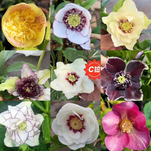 铁筷子圣诞玫瑰，《一物一拍》直播专拍链接，耐寒耐冷皮实好养