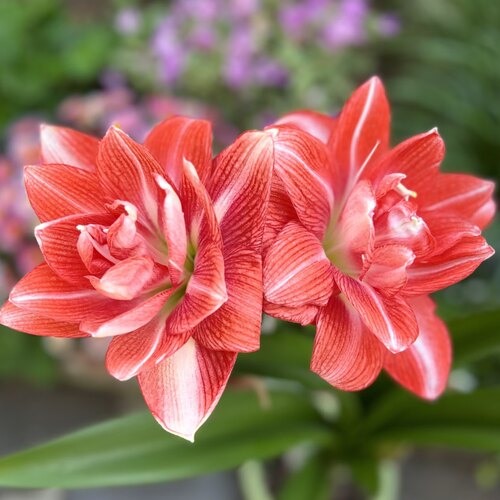 朱顶红重瓣梦华仙子，【梦华仙子】包对版重瓣朱顶红