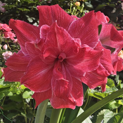 朱顶红重瓣【贵妇】包对版新手入门好养皮实