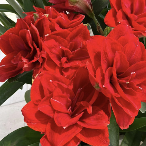 朱顶红《樱桃妮芙》，朱顶红包对版重瓣樱桃妮芙新手入门好养皮实