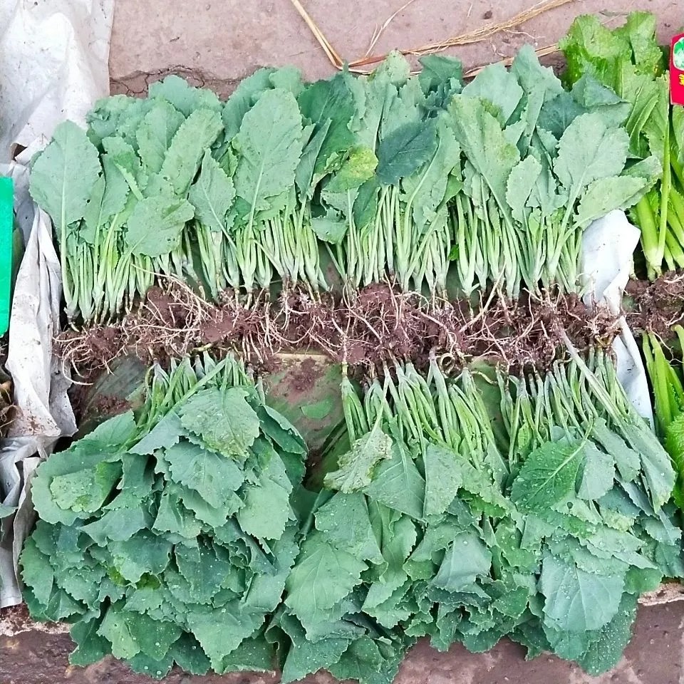 四川特色蔬菜苗剑兰菜种苗青油菜秧苗菜心种清脆甜苗根现拔种苗