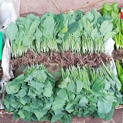 四川特色蔬菜苗剑兰菜种苗青油菜秧苗菜心种清脆甜苗根现拔种苗