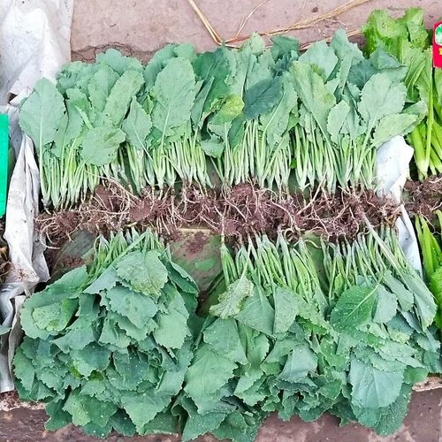四川特色蔬菜苗剑兰菜种苗青油菜秧苗菜心种清脆甜苗根现拔种苗