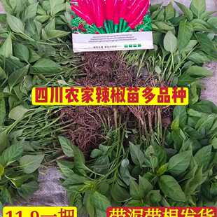 四川辣椒朝天椒小米辣长尖椒大椒肉椒青椒新鲜现挖带根带泥特辣