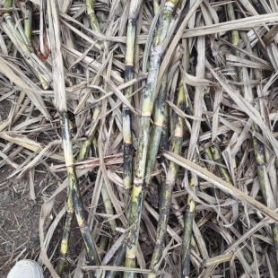 四川农村自种青皮甘蔗新鲜应季水果特产果蔗正宗青皮甘蔗纯甜黑皮