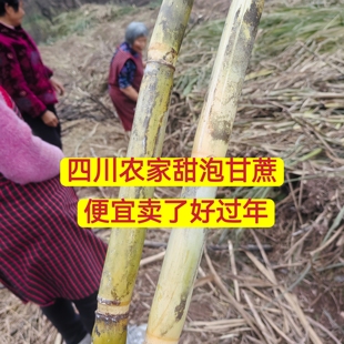 四川农村自种青皮甘蔗新鲜应季水果特产果蔗正宗青皮甘蔗纯甜黑皮