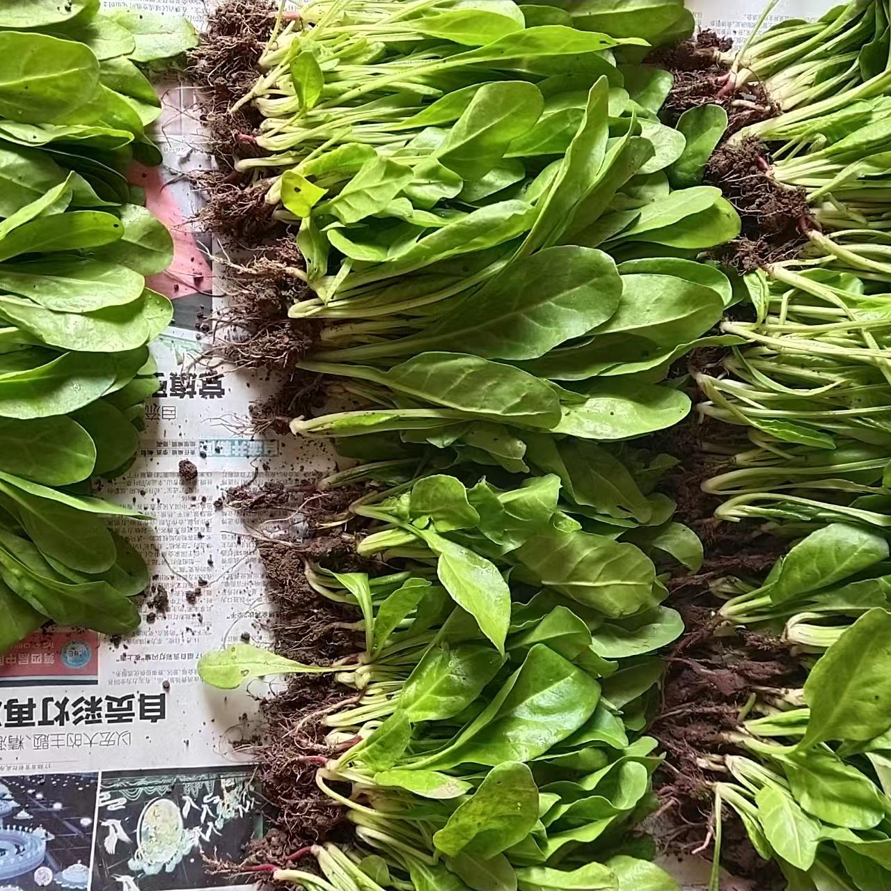正宗四川白杆青杆牛皮菜菜厚皮菜根达菜包心甜菜喂猪家禽菜多次摘