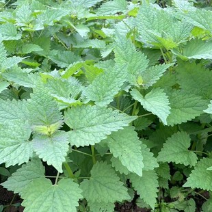 四川新鲜霍香苗叶叶鱼香调料作料带根带泥现挖庭院盆栽四川藿香苗