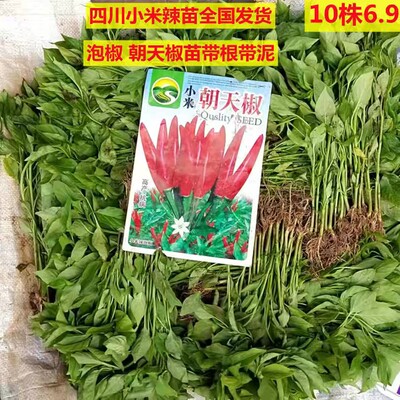 四川农家新鲜当季小米辣二荆条大辣椒朝天椒薄皮大青椒高产带根