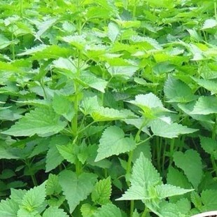 四川新鲜霍香苗叶叶鱼香调料作料带根带泥现挖庭院盆栽四川藿香苗