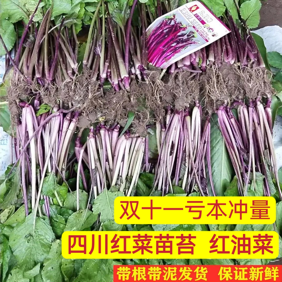 四川红油菜种苗湖北红菜苔带土秧苗蔬菜种苗红菜苔新鲜菜苗菜心苗