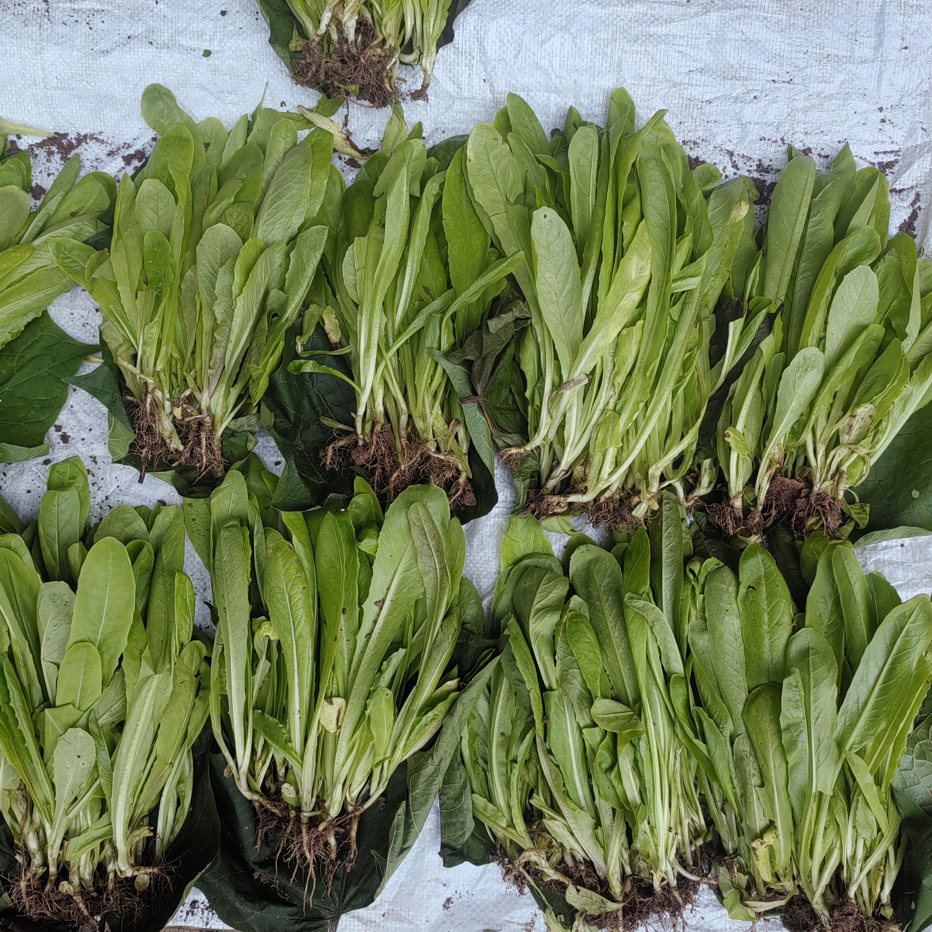 青皮青肉莴笋秧苗红皮莴笋苗带土发货莴苣幼苗新鲜冬季蔬菜秧苗