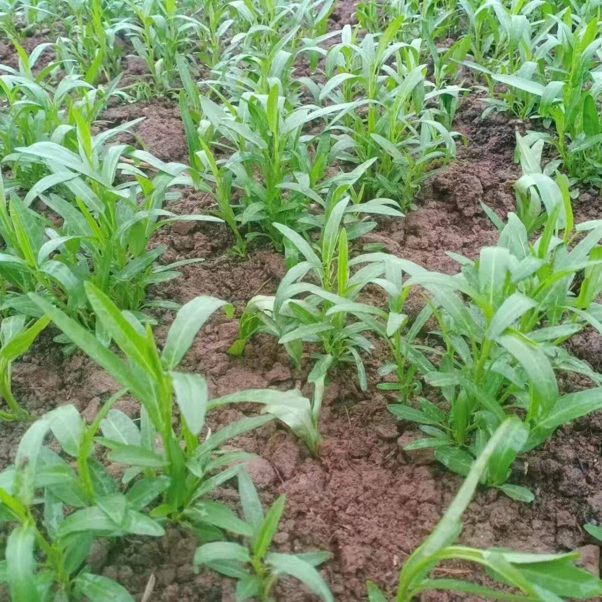 四川老品藤藤菜空心菜爬藤旱地过河菜脆嫩新鲜重庆空心菜水栽秧苗