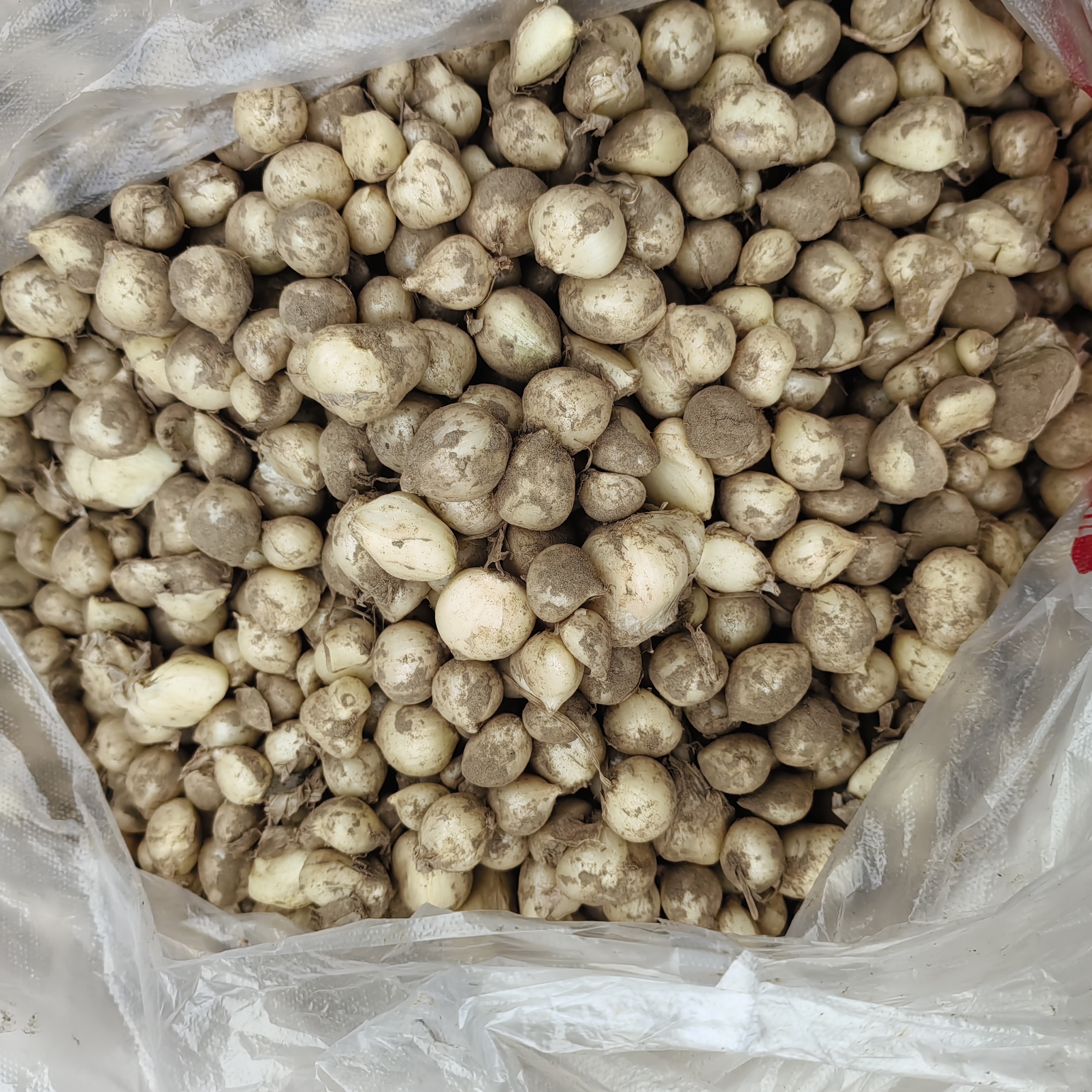 四川农家新鲜苦藠特产团葱苦茭小蒜苦交教头野葱薤白头500g包邮