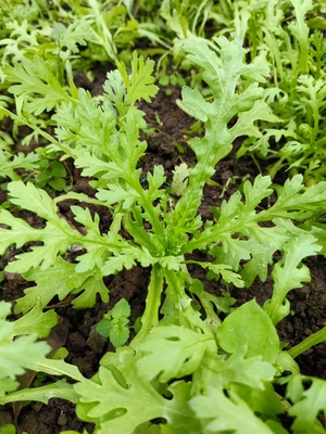 双十一四川本地茼蒿带根带泥大棵大叶小叶皇帝菜新鲜蔬菜皇帝菜