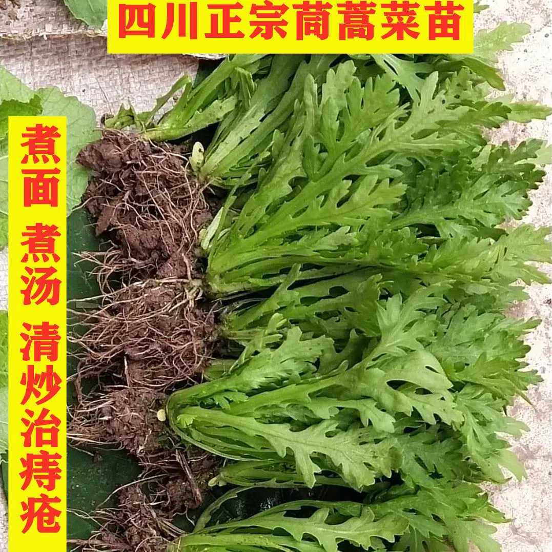 【割完又长】小叶茼蒿皇帝菜大叶茼蒿新鲜当季易种植冬天菜苗秧苗,水产肉类/新鲜蔬果/熟食,其它,淘宝优惠券,粉丝福利购,淘宝优惠卷