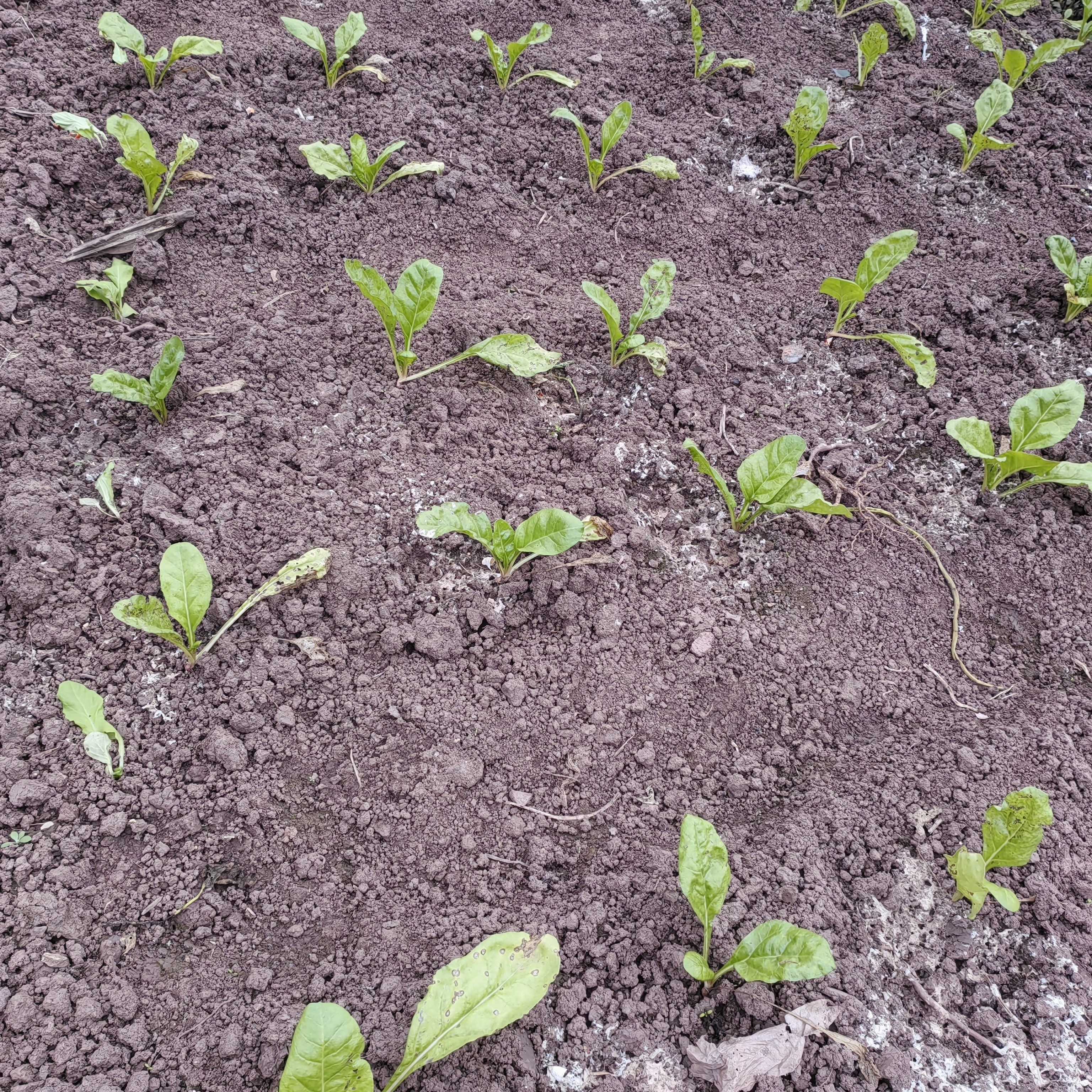 四川露天牛皮菜厚皮宽皮甜菜秧苗新鲜当季菜牛皮菜苗白杆青杆随机