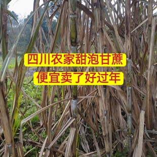 四川农村自种青皮甘蔗新鲜应季水果特产果蔗正宗青皮甘蔗纯甜黑皮