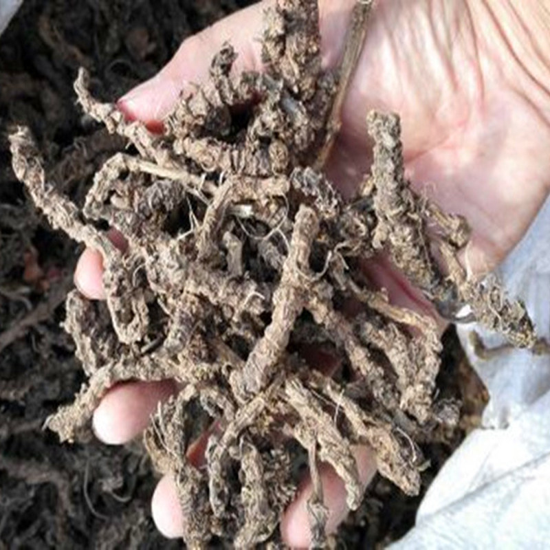 蜘蛛香中药材马蹄香心叶缬草老虎七缬草根250克苗药解蛊农家自晒