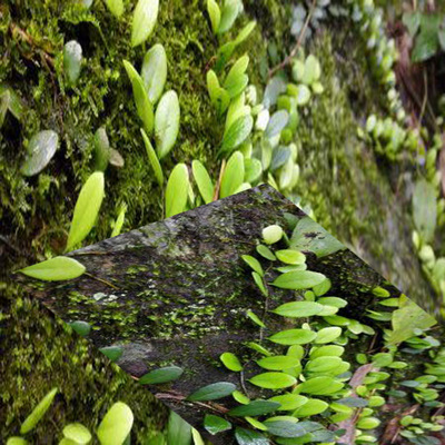 现挖野生新鲜石瓜子抱石莲伏石