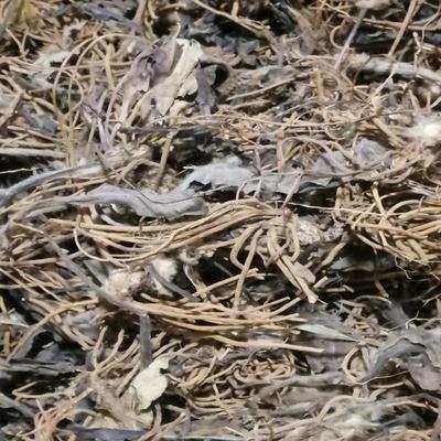 贵州毛大丁 兔耳风500克包邮农家自晒野生兔耳草 巴贴地香 一柱香