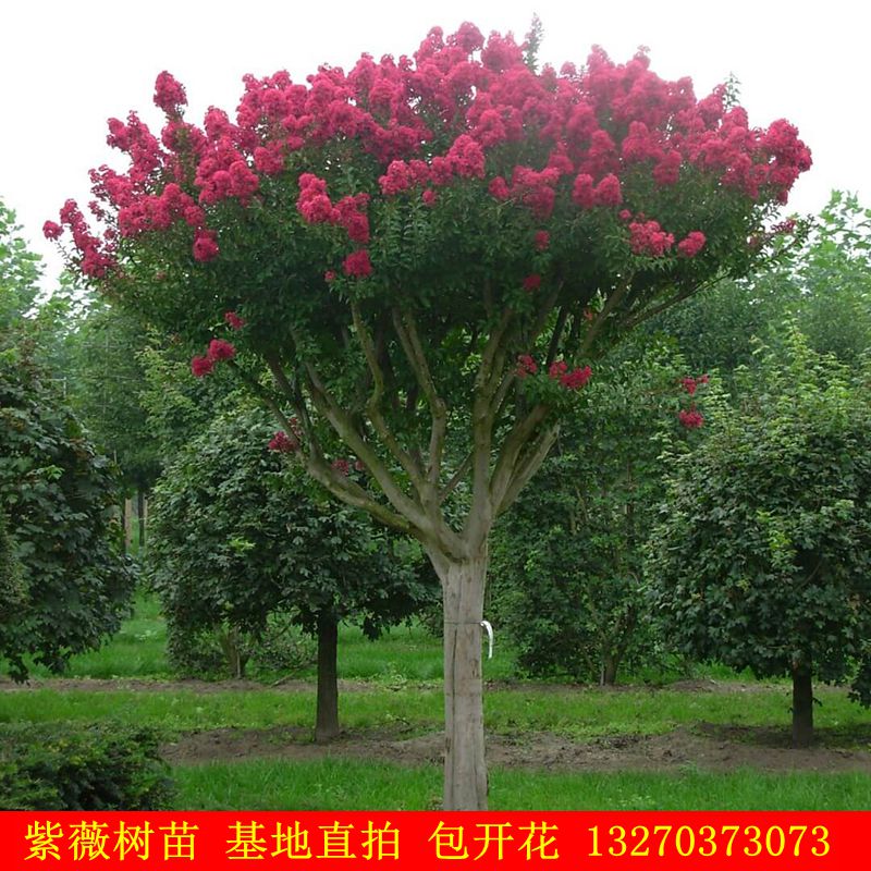 紫薇树苗紫薇花树苗盆栽盆景红花紫薇红火箭紫薇庭院花卉四季种植