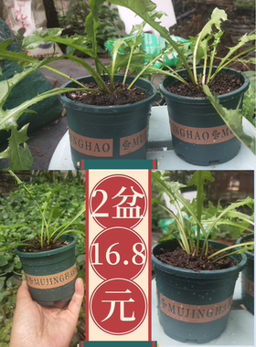 乌龟兔子食用蒲公英学生趣味盆栽种苗含盆幼儿园盆栽绿化婆婆丁茶