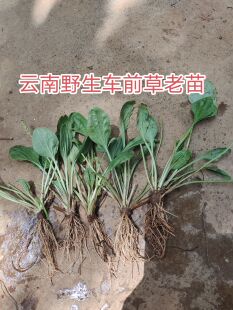 云南药草车前草野生车轱辘菜老苗5苗包邮蛤蟆叶新鲜蔬菜煮吃泡水