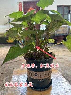 云南鱼腥草盆栽农家新鲜折耳根带叶含盆室内外特色蔬菜好养碧色菜