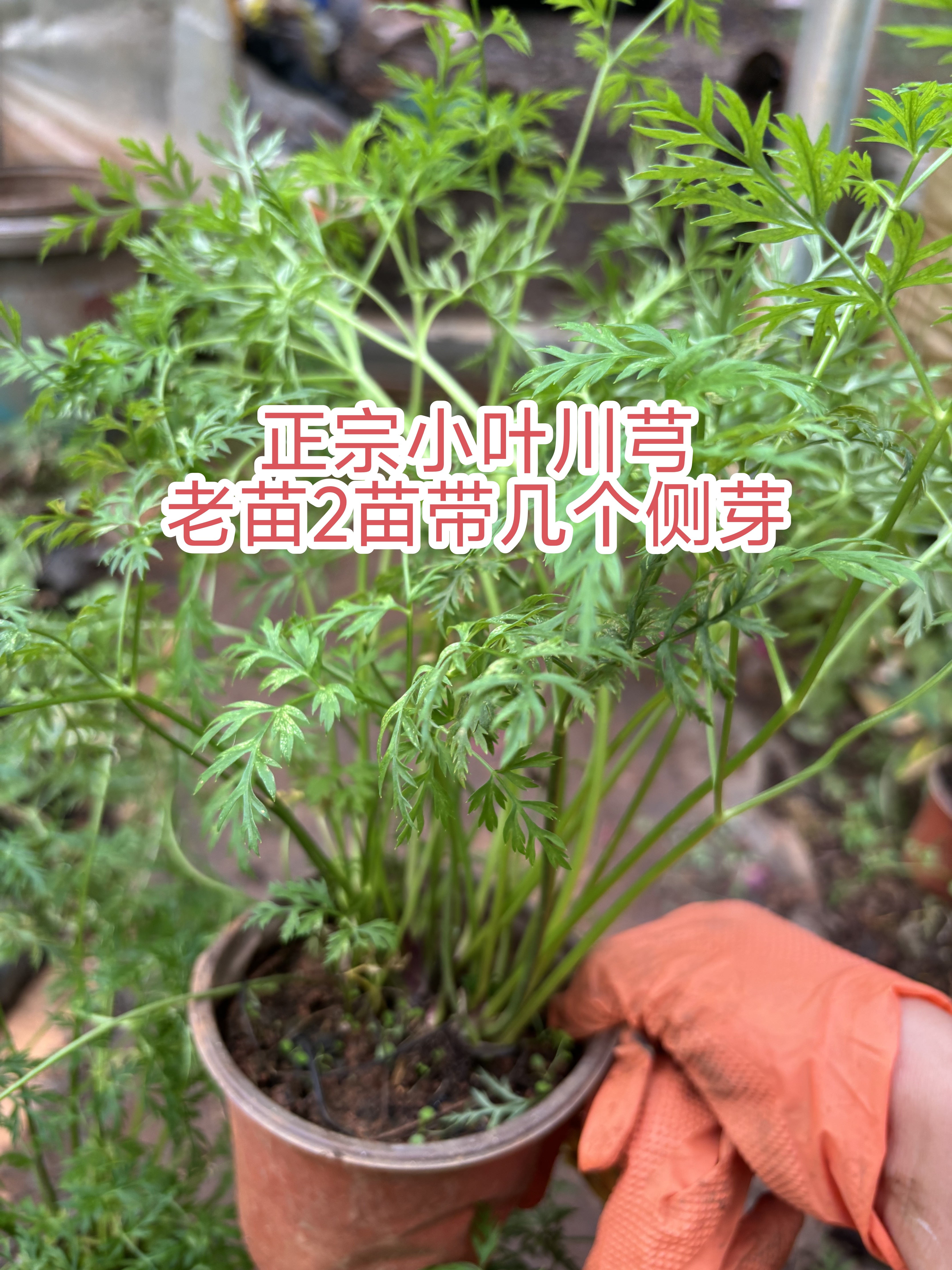 云南正宗小叶川芎药材盆栽种苗精品老桩红川穹食用新鲜川芎叶味香