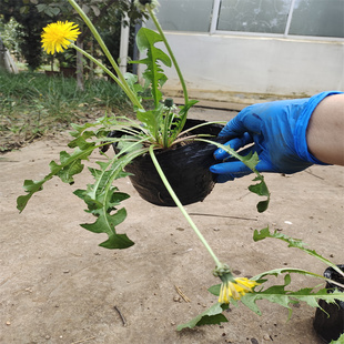 批发蒲公英带花苞大苗育苗袋食用蒲公英种苗学生趣味含土婆婆丁茶