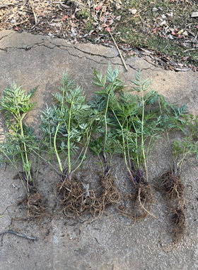 香浓新鲜川芎叶带根云南食用药用小叶川芎盆栽红川芎种苗根部保湿
