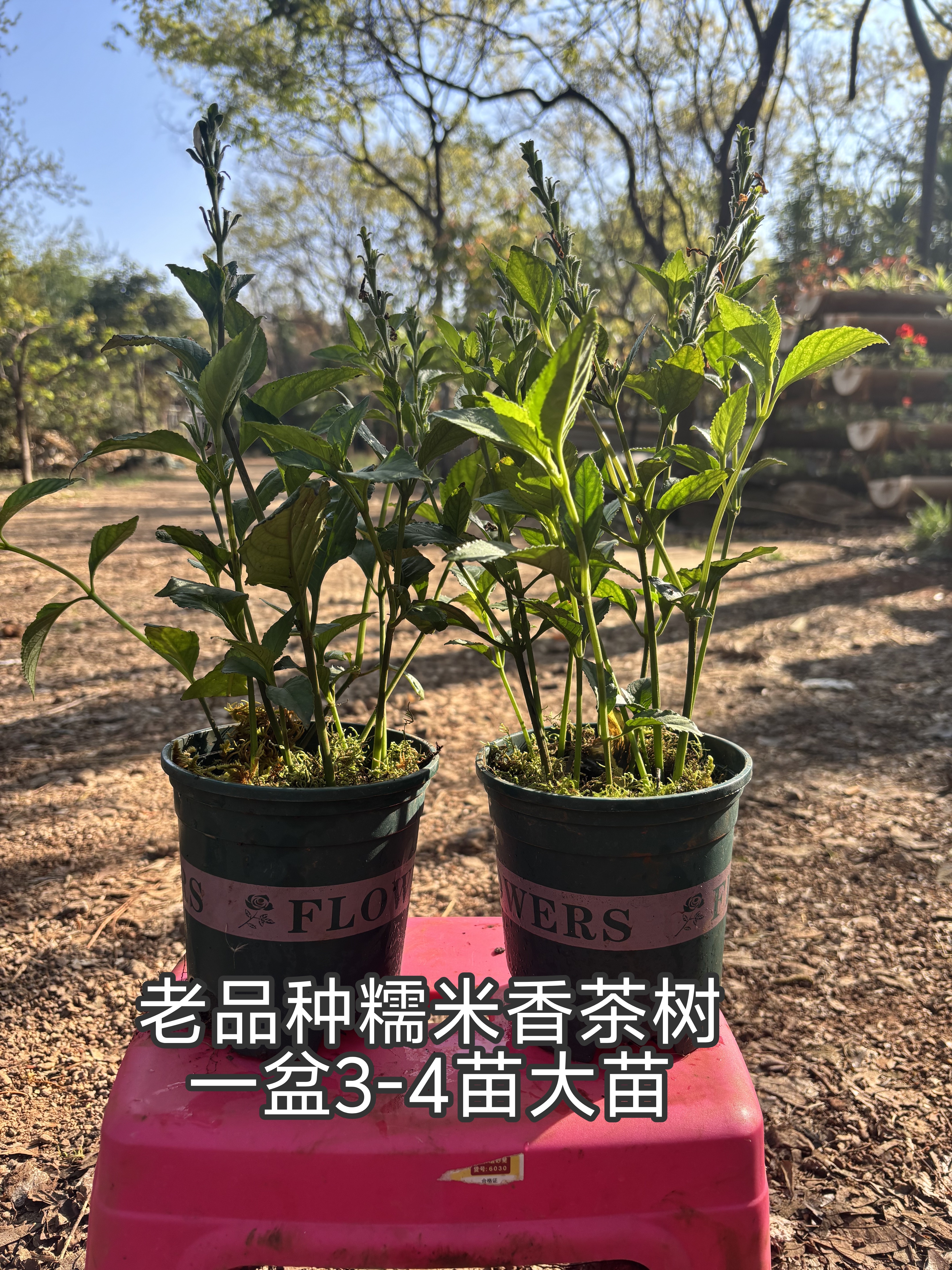 老品种糯米香茶树大苗2盆高40厘米庭院阳台绿植好闻可泡茶做香包