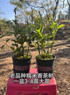 老品种糯米香茶树大苗2盆高40厘米庭院阳台绿植好闻可泡茶做香包