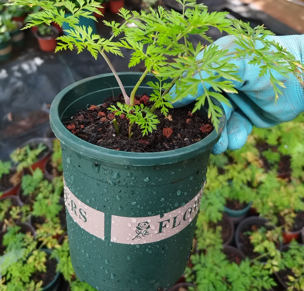 新奇植物云南川芎苗原盆大苗可食用味香植物小叶川芎药材盆景种苗